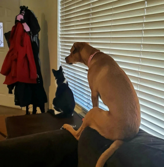 Illustration de l'article : 13 photos de chats et de chiens qui se prennent pour un autre animal