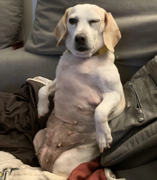 Illustration de l'article : 13 photos de chats et de chiens qui se prennent pour un autre animal