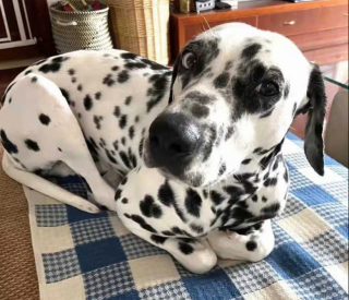 Illustration de l'article : 13 photos de chats et de chiens qui se prennent pour un autre animal