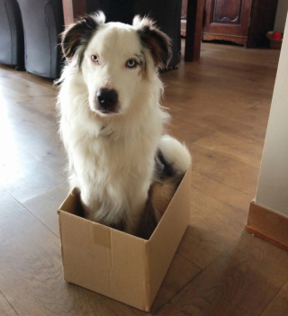 Illustration de l'article : 13 photos de chats et de chiens qui se prennent pour un autre animal