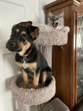 Illustration de l'article : 13 photos de chats et de chiens qui se prennent pour un autre animal