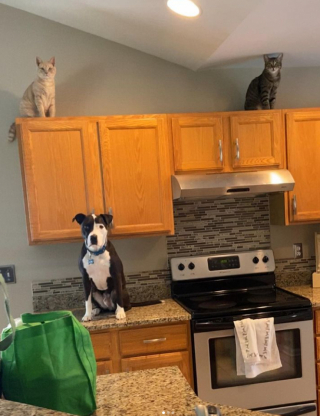 Illustration de l'article : 13 photos de chats et de chiens qui se prennent pour un autre animal