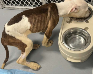 Illustration de l'article : Une chienne très maigre abandonnée dans une cage devient méconnaissable après son sauvetage