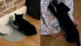 Illustration de l'article : Un chaton découvre la nourriture solide et manifeste son bonheur de manger comme les grands (vidéo)