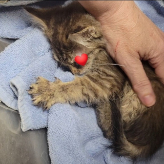 Illustration de l'article : Une petite chatte retrouvée sous des détritus, dont l'œil était gravement infecté, a pu être sauvée de la rue 