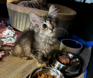 Illustration de l'article : Une petite chatte retrouvée sous des détritus, dont l'œil était gravement infecté, a pu être sauvée de la rue 