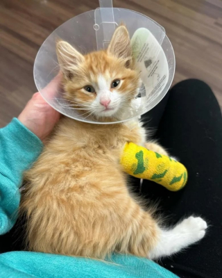 Illustration de l'article : Un chaton à 3 pattes au lourd passé retrouve le goût à la vie avec un lave-vaisselle, son nouveau jouet préféré