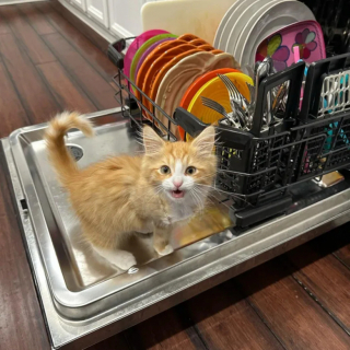 Illustration de l'article : Un chaton à 3 pattes au lourd passé retrouve le goût à la vie avec un lave-vaisselle, son nouveau jouet préféré