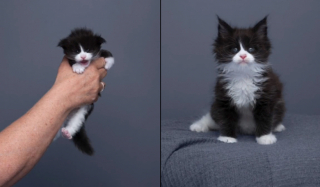 Illustration de l'article : Le photographe Nils Jacobi documente magnifiquement la croissance d'un chaton sur 94 jours (vidéo)
