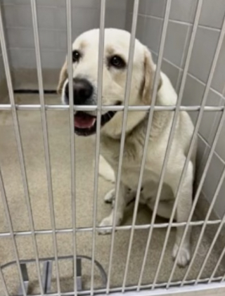 Illustration de l'article : Ce Labrador errant a tout simplement choisi sa famille en s'infiltrant dans leur jardin (vidéo)