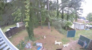Illustration de l'article : Ce Labrador errant a tout simplement choisi sa famille en s'infiltrant dans leur jardin (vidéo)
