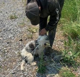 Illustration de l'article : Un chien sauvé de justesse et par hasard alors qu'il était enfermé dans un sac au milieu des fumées causées par un feu de forêt 