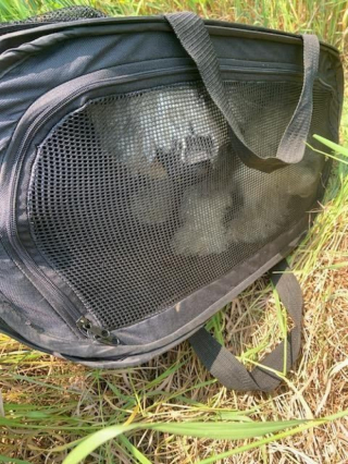 Illustration de l'article : Un chien sauvé de justesse et par hasard alors qu'il était enfermé dans un sac au milieu des fumées causées par un feu de forêt 