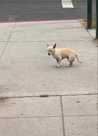 Illustration de l'article : Malgré les feux d'artifice, un croisé Chihuahua refuse de bouger du lieu de son abandon
