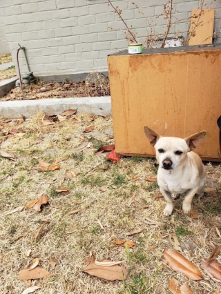 Illustration de l'article : Malgré les feux d'artifice, un croisé Chihuahua refuse de bouger du lieu de son abandon
