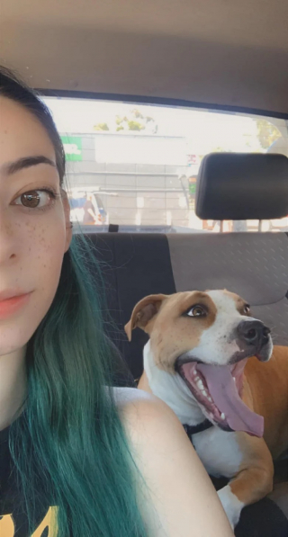 Illustration de l'article : Amoureuse des chiens, une jeune fille fait preuve de beaucoup d’inventivité pour que son vœu le plus cher soit exaucé 