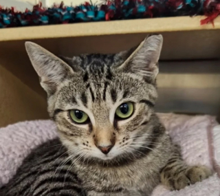 Illustration de l'article : Retrouvé errant, ce chaton a dû faire face à un changement d’avis de ses adoptants 24 heures après avoir quitté le refuge (vidéo)