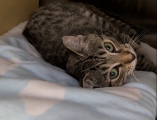 Illustration de l'article : Retrouvé errant, ce chaton a dû faire face à un changement d’avis de ses adoptants 24 heures après avoir quitté le refuge (vidéo)