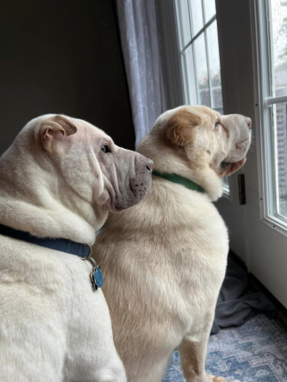 Illustration de l'article : Après avoir adopté un chien ressemblant beaucoup à leur autre toutou, un couple fait une découverte des plus surprenantes