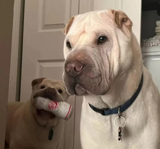 Illustration de l'article : Après avoir adopté un chien ressemblant beaucoup à leur autre toutou, un couple fait une découverte des plus surprenantes