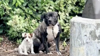 Illustration de l'article : 2 chiens abandonnés ensemble, mais séparés au refuge, reçoivent un cadeau inespéré qui leur permet de renouer avec le bonheur (vidéo)