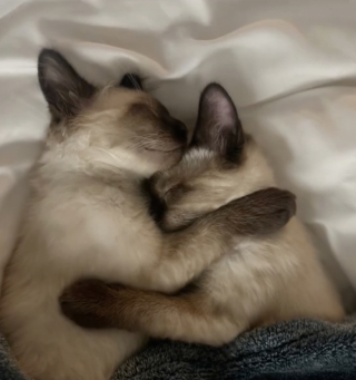 Illustration de l'article : Des chatons frères retrouvent leur complicité perdue grâce à une adoption inespérée (vidéo)