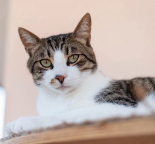 Illustration de l'article : Pour trouver sa famille pour toujours, ce chat gourmand a déjà visité 3 pays en l’espace de 3 ans