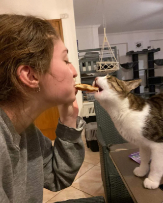 Illustration de l'article : Pour trouver sa famille pour toujours, ce chat gourmand a déjà visité 3 pays en l’espace de 3 ans