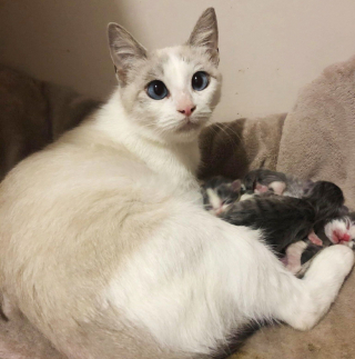 Illustration de l'article : Le geste émouvant d'une chatte errante qui ouvre son cœur à des chatons en détresse alors qu'elle vient de mettre bas