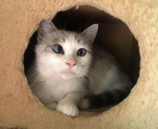 Illustration de l'article : Le geste émouvant d'une chatte errante qui ouvre son cœur à des chatons en détresse alors qu'elle vient de mettre bas