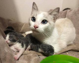 Illustration de l'article : Le geste émouvant d'une chatte errante qui ouvre son cœur à des chatons en détresse alors qu'elle vient de mettre bas