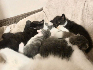 Illustration de l'article : Le geste émouvant d'une chatte errante qui ouvre son cœur à des chatons en détresse alors qu'elle vient de mettre bas