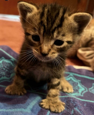 Illustration de l'article : 20 photos de chats et de chiens abandonnés qui se voient offrir une seconde chance
