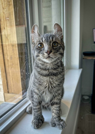 Illustration de l'article : 20 photos de chats et de chiens abandonnés qui se voient offrir une seconde chance