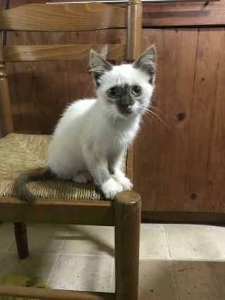 Illustration de l'article : 20 photos de chats et de chiens abandonnés qui se voient offrir une seconde chance