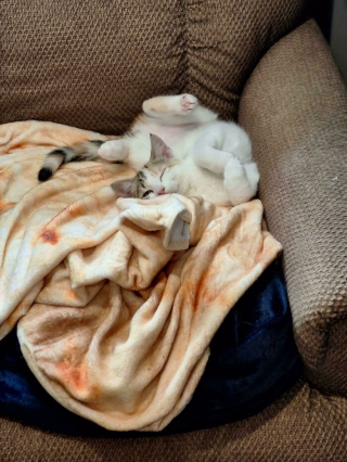 Illustration de l'article : 20 photos de chats et de chiens abandonnés qui se voient offrir une seconde chance