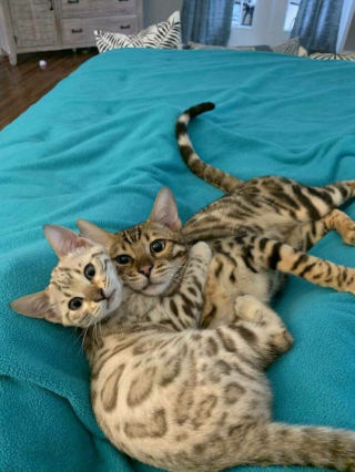 Illustration de l'article : 20 photos de chats et de chiens abandonnés qui se voient offrir une seconde chance