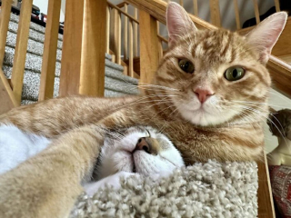 Illustration de l'article : 20 photos de chats et de chiens abandonnés qui se voient offrir une seconde chance