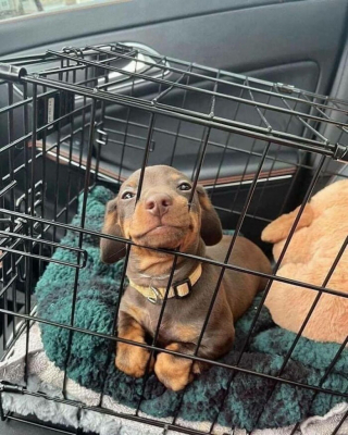 Illustration de l'article : 20 photos de chats et de chiens abandonnés qui se voient offrir une seconde chance