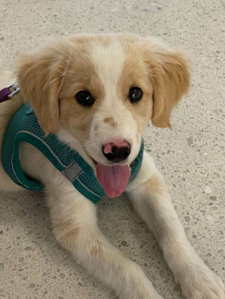 Illustration de l'article : 20 photos de chats et de chiens abandonnés qui se voient offrir une seconde chance