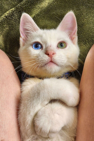Illustration de l'article : 20 photos de chats et de chiens abandonnés qui se voient offrir une seconde chance