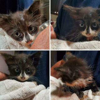 Illustration de l'article : 20 photos de chats et de chiens abandonnés qui se voient offrir une seconde chance