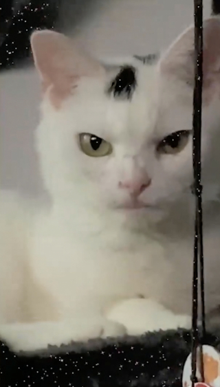 Illustration de l'article : Abandonnée 3 fois en 2 ans à cause de son regard sévère et de ses maladies, cette chatte rêve d'une adoption réussie