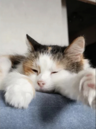 Illustration de l'article : Elle décide d’offrir des vieux jours paisibles au chat le plus âgé du refuge, mais a une belle surprise 8 ans plus tard