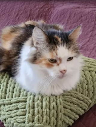 Illustration de l'article : Elle décide d’offrir des vieux jours paisibles au chat le plus âgé du refuge, mais a une belle surprise 8 ans plus tard