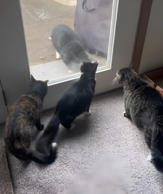Illustration de l'article : Rejeté par les autres chats de la famille, un félin sauvé de la rue reçoit un merveilleux cadeau pour briser sa solitude (vidéo)