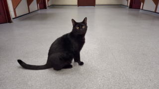 Illustration de l'article : Un coup de foudre pousse une famille à parcourir plus de 800 km pour rencontrer un chat noir qui n’intéressait personne
