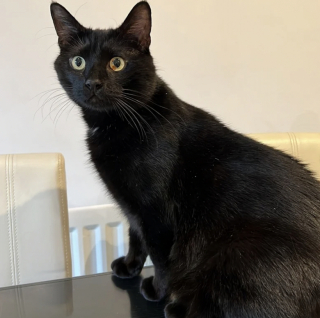 Illustration de l'article : Un coup de foudre pousse une famille à parcourir plus de 800 km pour rencontrer un chat noir qui n’intéressait personne