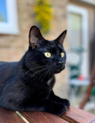 Illustration de l'article : Un coup de foudre pousse une famille à parcourir plus de 800 km pour rencontrer un chat noir qui n’intéressait personne