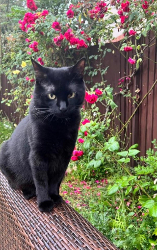 Illustration de l'article : Un coup de foudre pousse une famille à parcourir plus de 800 km pour rencontrer un chat noir qui n’intéressait personne